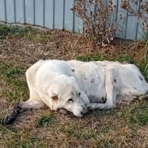 From Motionless to Standing: Snow's Journey Through Severe Kidney Failure