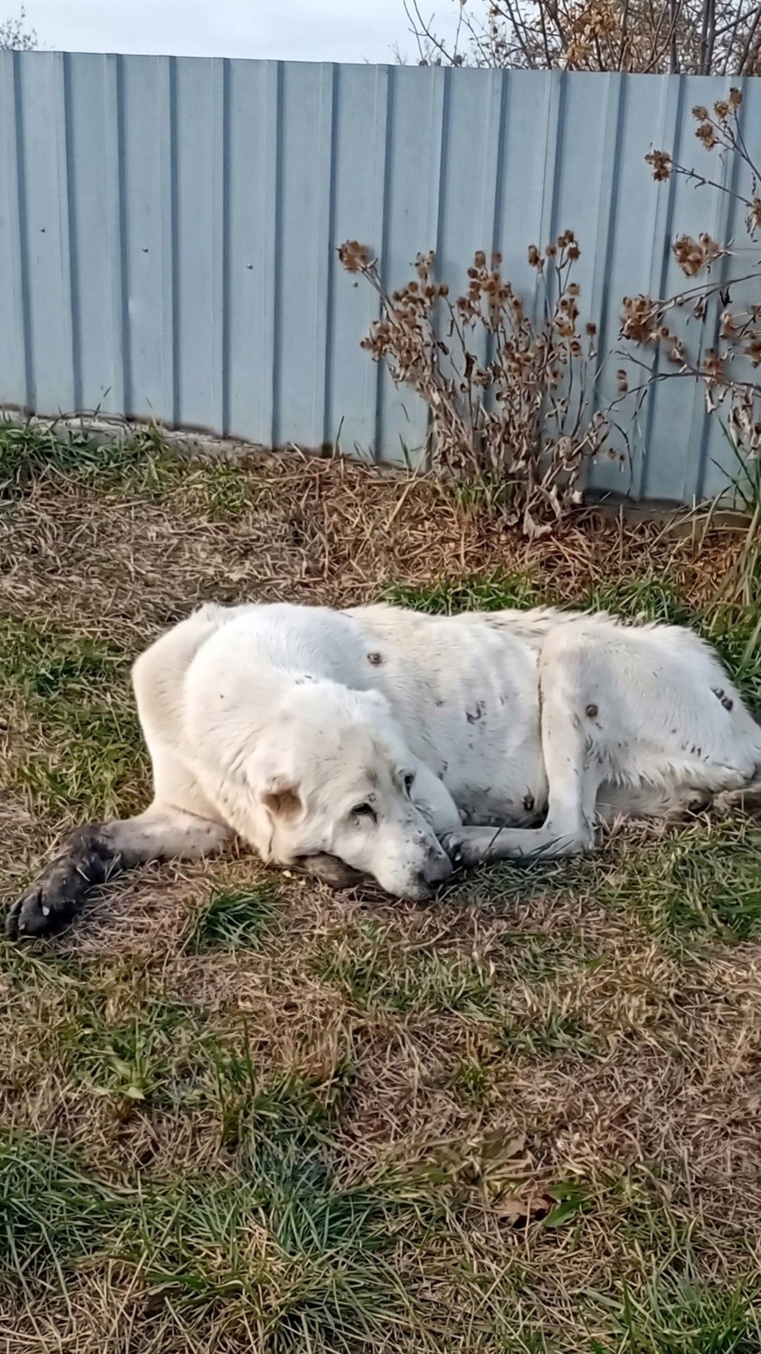 From Motionless to Standing: Snow's Journey Through Severe Kidney Failure