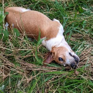 Veterinarian Leaves Severely Injured Dog to Suffer Alone on the Road