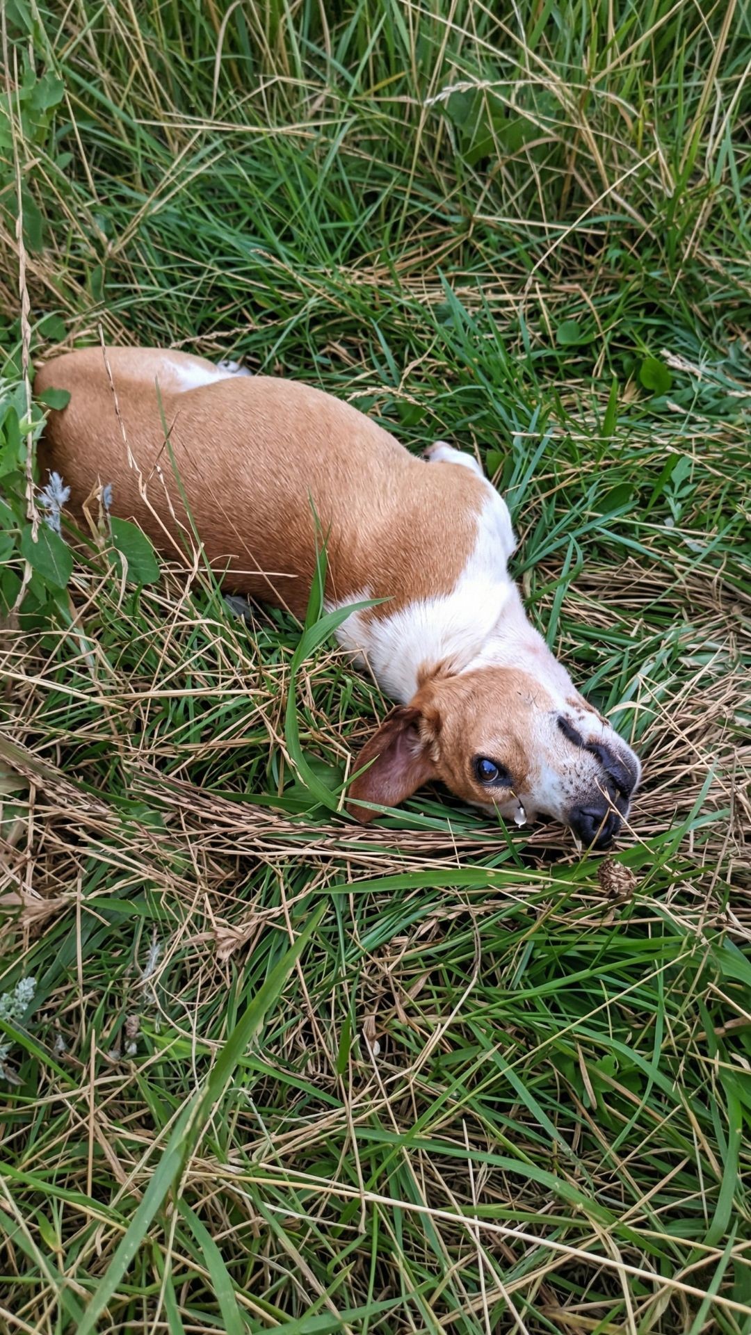 Veterinarian Leaves Severely Injured Dog to Suffer Alone on the Road