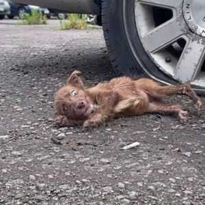 Rescue of Alice: A Puppy Found Crying in a Cardboard Box