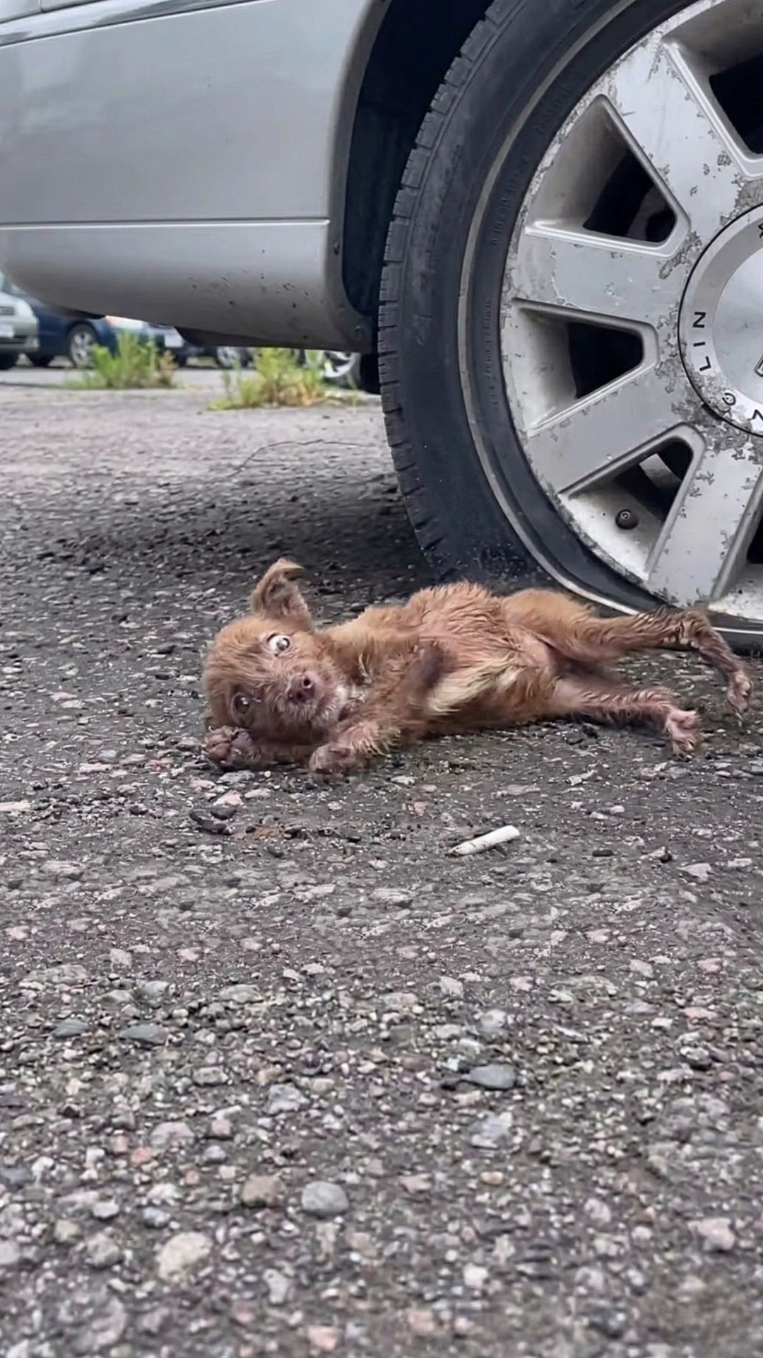 Rescue of Alice: A Puppy Found Crying in a Cardboard Box