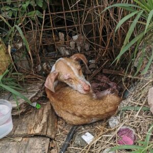 Lancris the Puppy Stands for the First Time After Rescue from a Highway