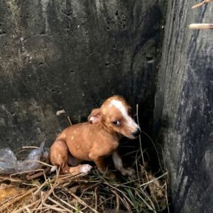 Tiny Stray Puppy Finds Safety and Nourishment After Hiding in a Construction Hole