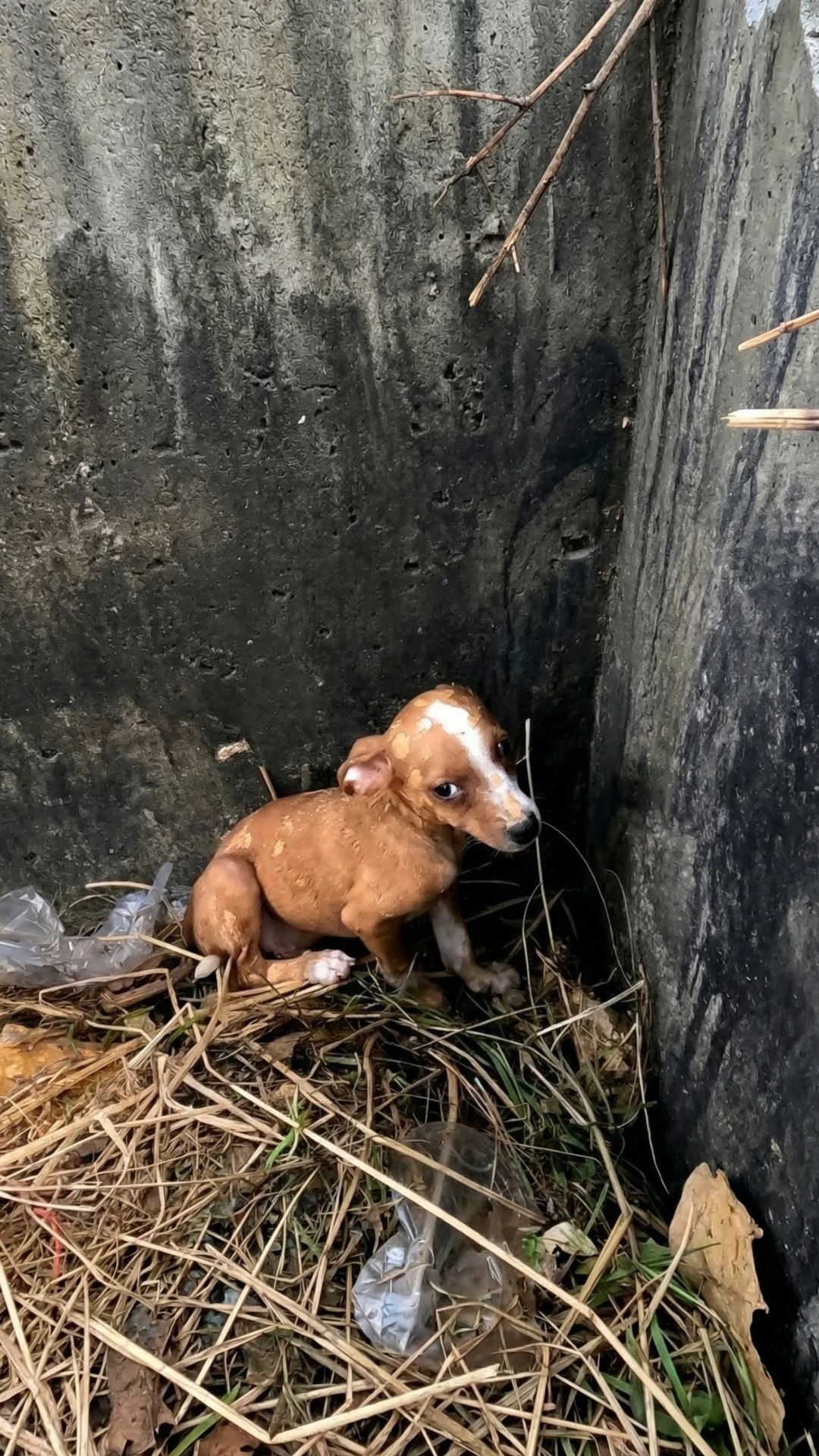 Tiny Stray Puppy Finds Safety and Nourishment After Hiding in a Construction Hole