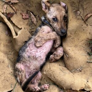 Three Months of Healing: Bia's Journey from Abandonment to Adoption