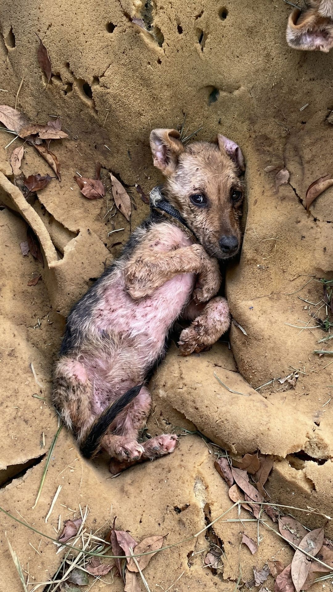 Three Months of Healing: Bia's Journey from Abandonment to Adoption