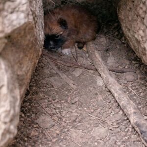 Puppy Takes First Steps into the Sunlight After Months of Fear