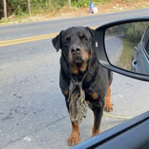 From Muzzled Isolation to Comfort: Samson's Journey of Healing