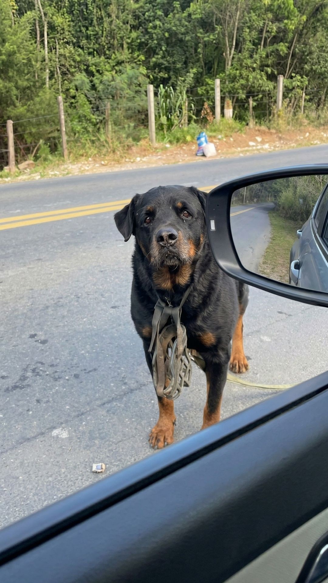 From Muzzled Isolation to Comfort: Samson's Journey of Healing