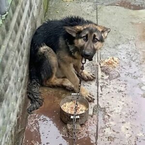 Alpha's Brave Journey: From Chains to Joyful Runs in the Summer