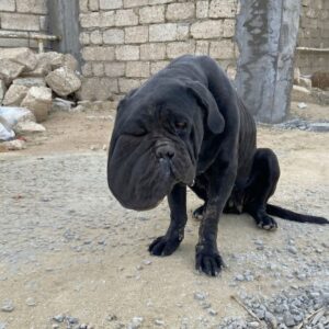 Tori the Dog Found Chained for Six Years Receives Lifesaving Rescue