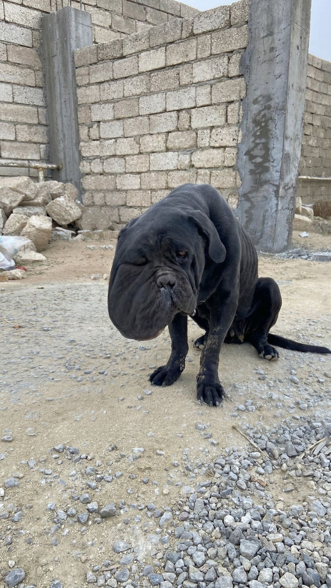 Tori the Dog Found Chained for Six Years Receives Lifesaving Rescue