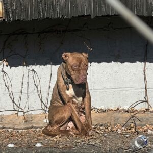 Karma the Dog Stays at Her Post for Months While Starving
