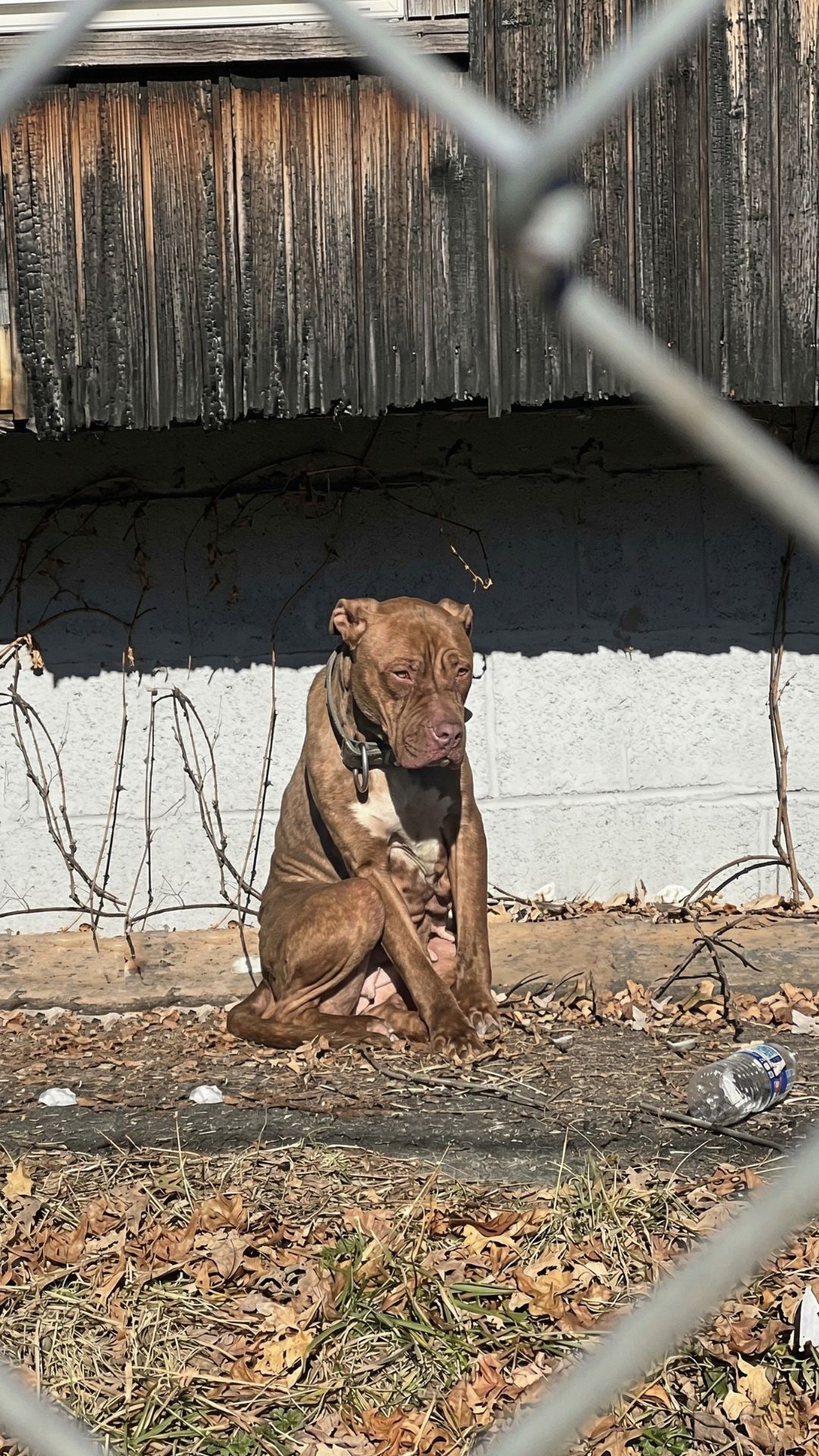 Karma the Dog Stays at Her Post for Months While Starving