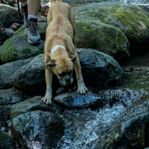 Shanti the Mountain Dog Declared Cancer-Free After Three Months of Treatment