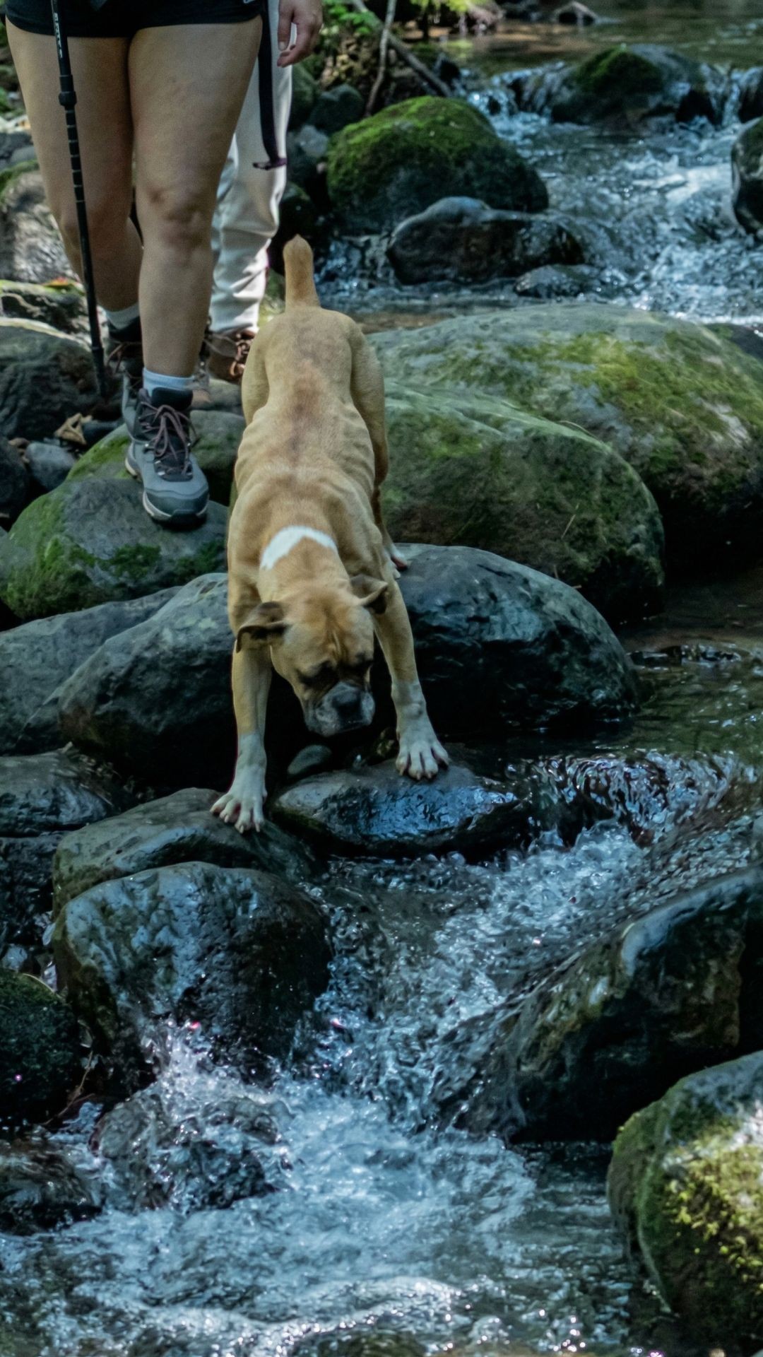 Shanti the Mountain Dog Declared Cancer-Free After Three Months of Treatment