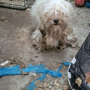 Eyelit's Transformation: Seven Days of Abandonment to a Fresh Start