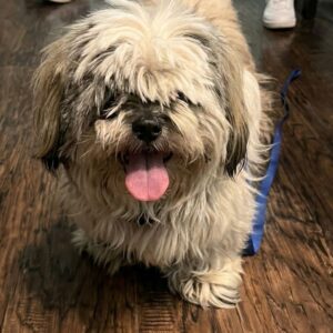 Muffin the Senior Dog Rescued from a Fort Worth Parking Lot