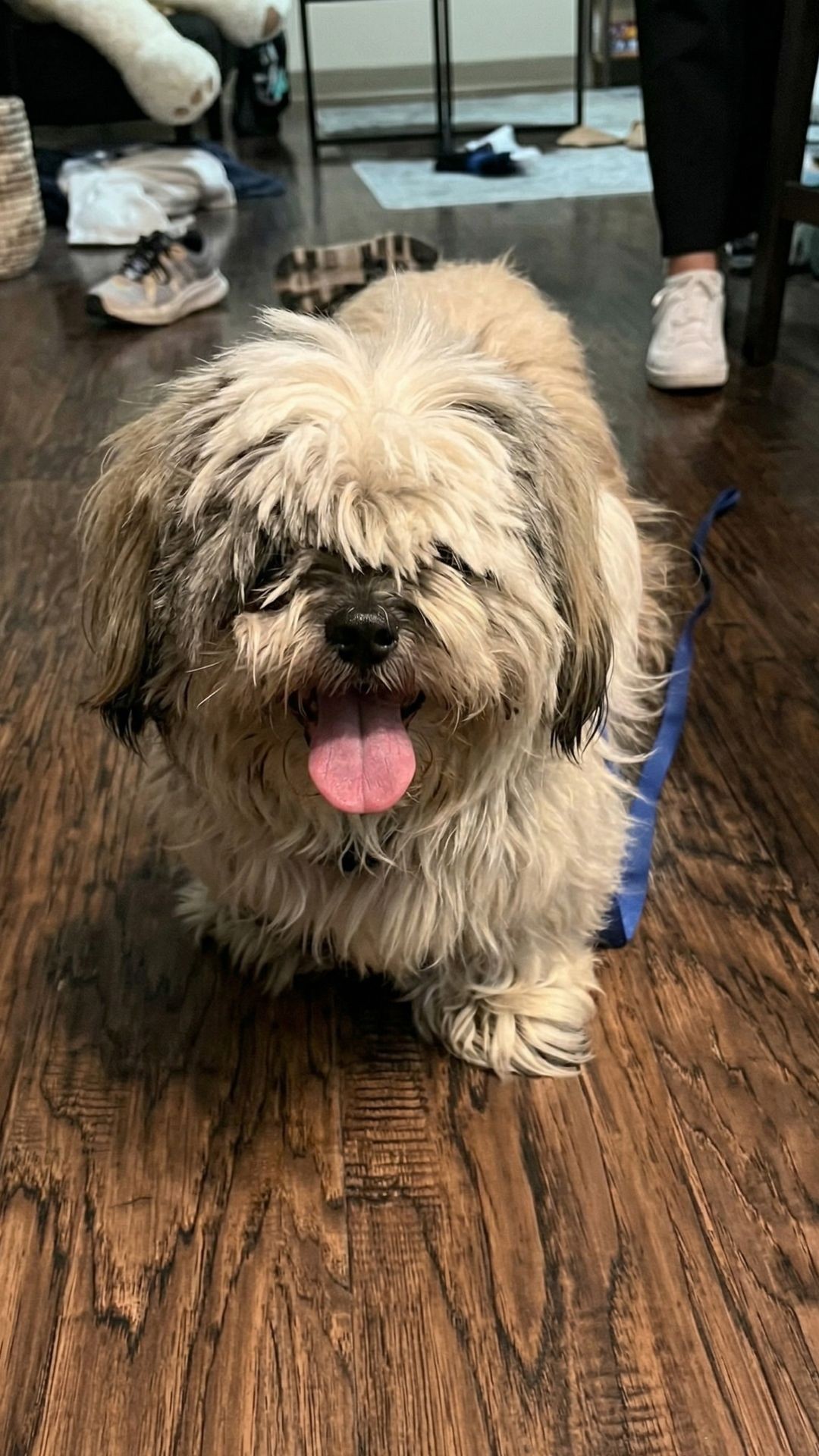 Muffin the Senior Dog Rescued from a Fort Worth Parking Lot