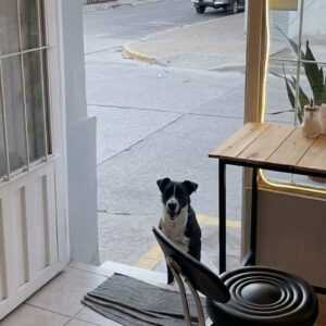 Stray Dog Buddys Finds Refuge at Deligo Café Each Morning