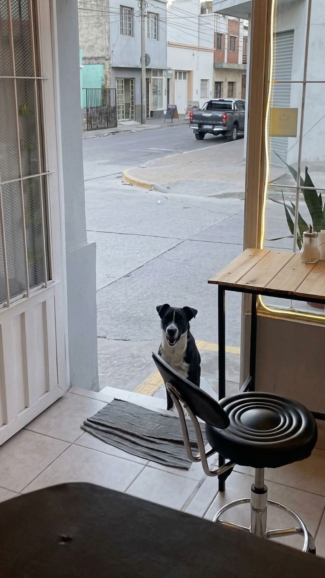 Stray Dog Buddys Finds Refuge at Deligo Café Each Morning