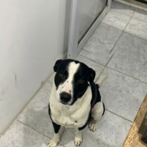 Mateo the Dog Perfectly Times His Bakery Visits Each Evening
