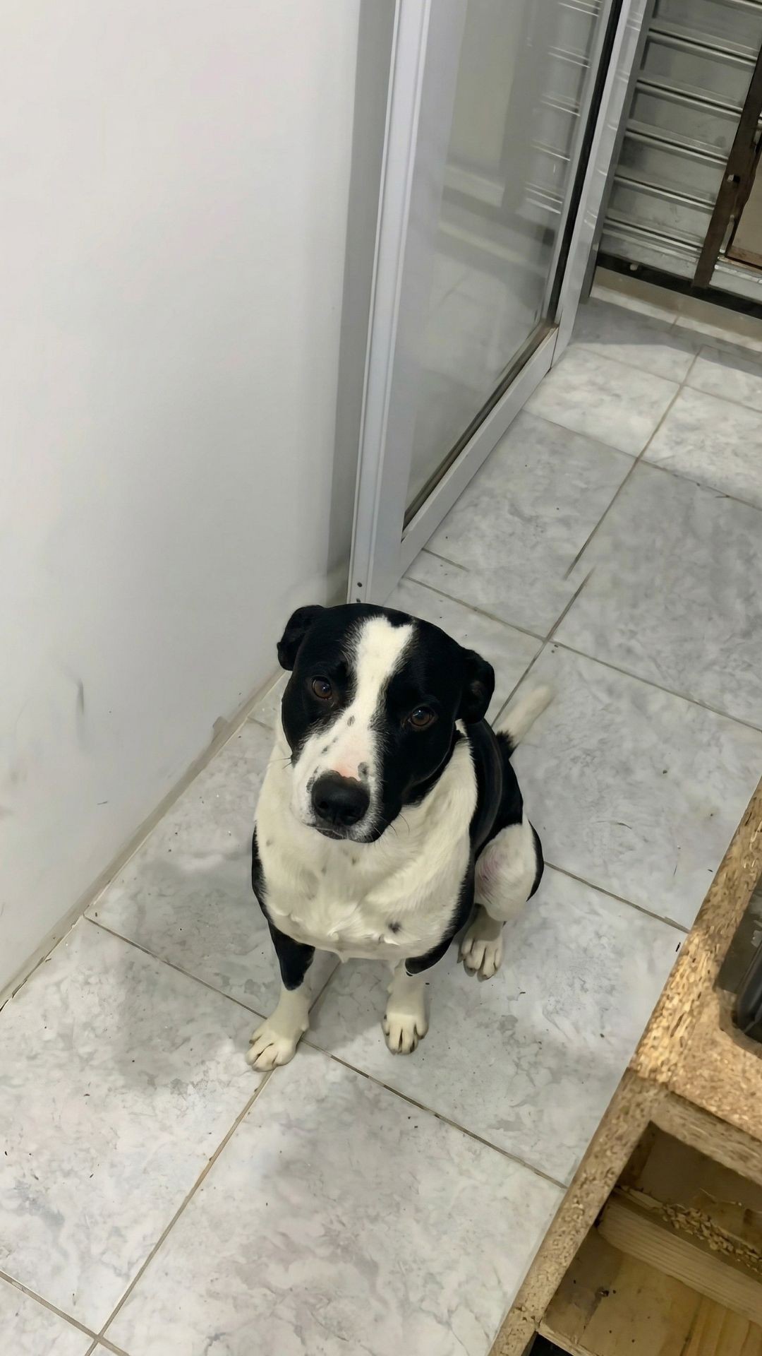 Mateo the Dog Perfectly Times His Bakery Visits Each Evening