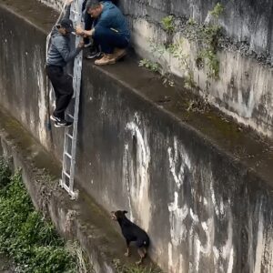 Three Men Use a Ladder to Save a Trapped Black Dog