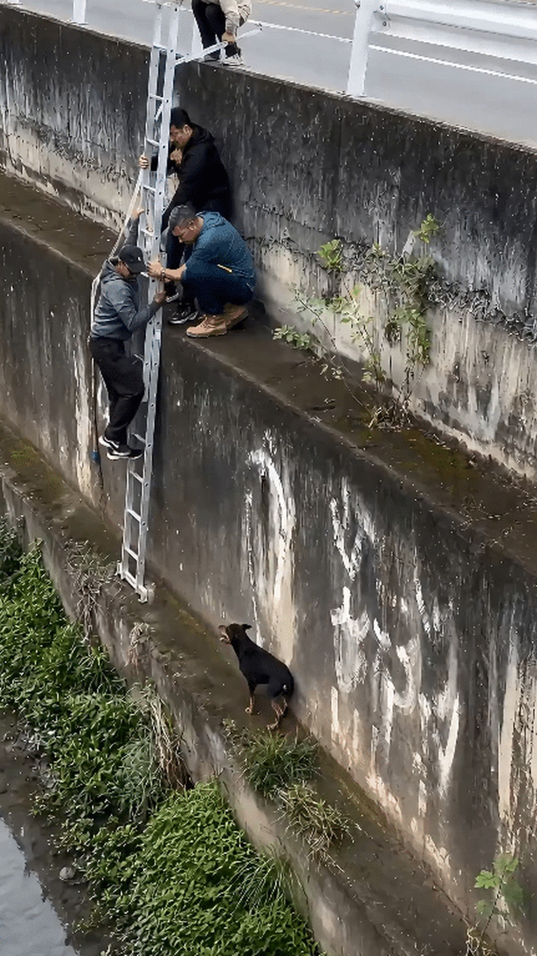 Three Men Use a Ladder to Save a Trapped Black Dog