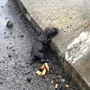 From Rainwater to Recovery: Six Puppies Take Their First Steps