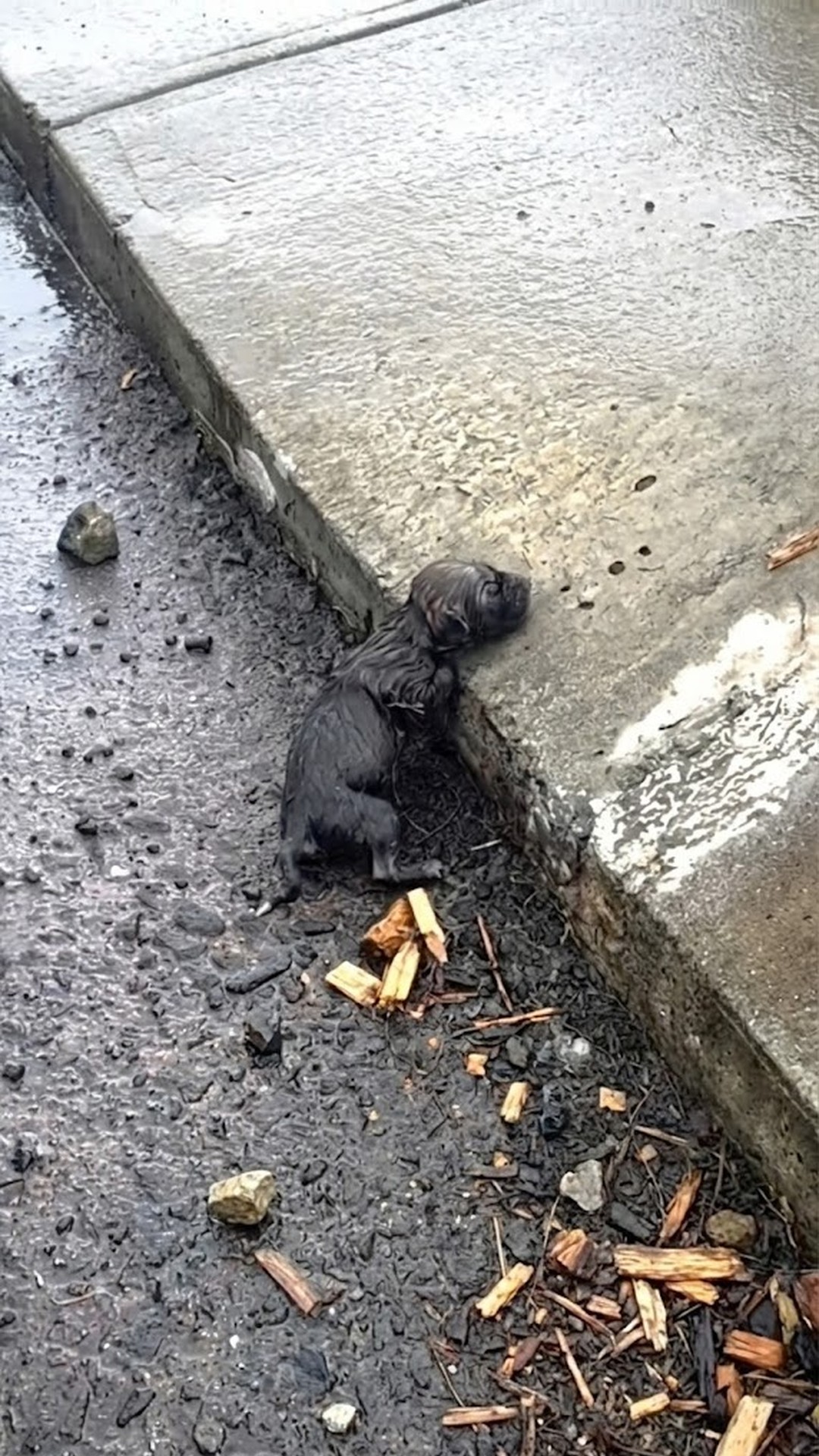 From Rainwater to Recovery: Six Puppies Take Their First Steps