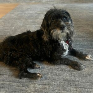 After Months in the Shelter, Poppy the Senior Dog Finally Finds a Home