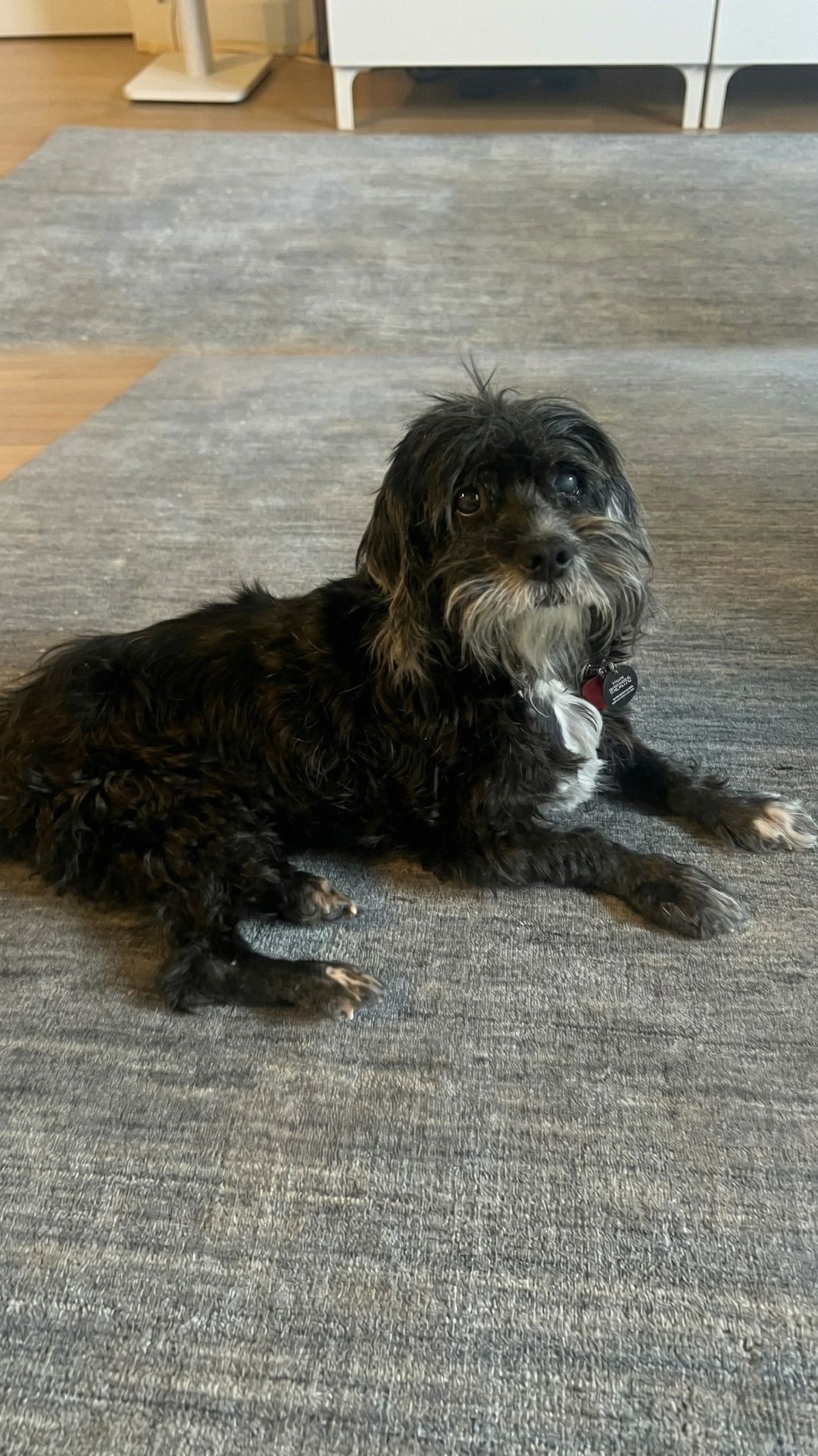 After Months in the Shelter, Poppy the Senior Dog Finally Finds a Home