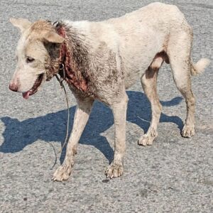 Sage's Rescue: From a Wire-Choked Stray to a Life of Comfort