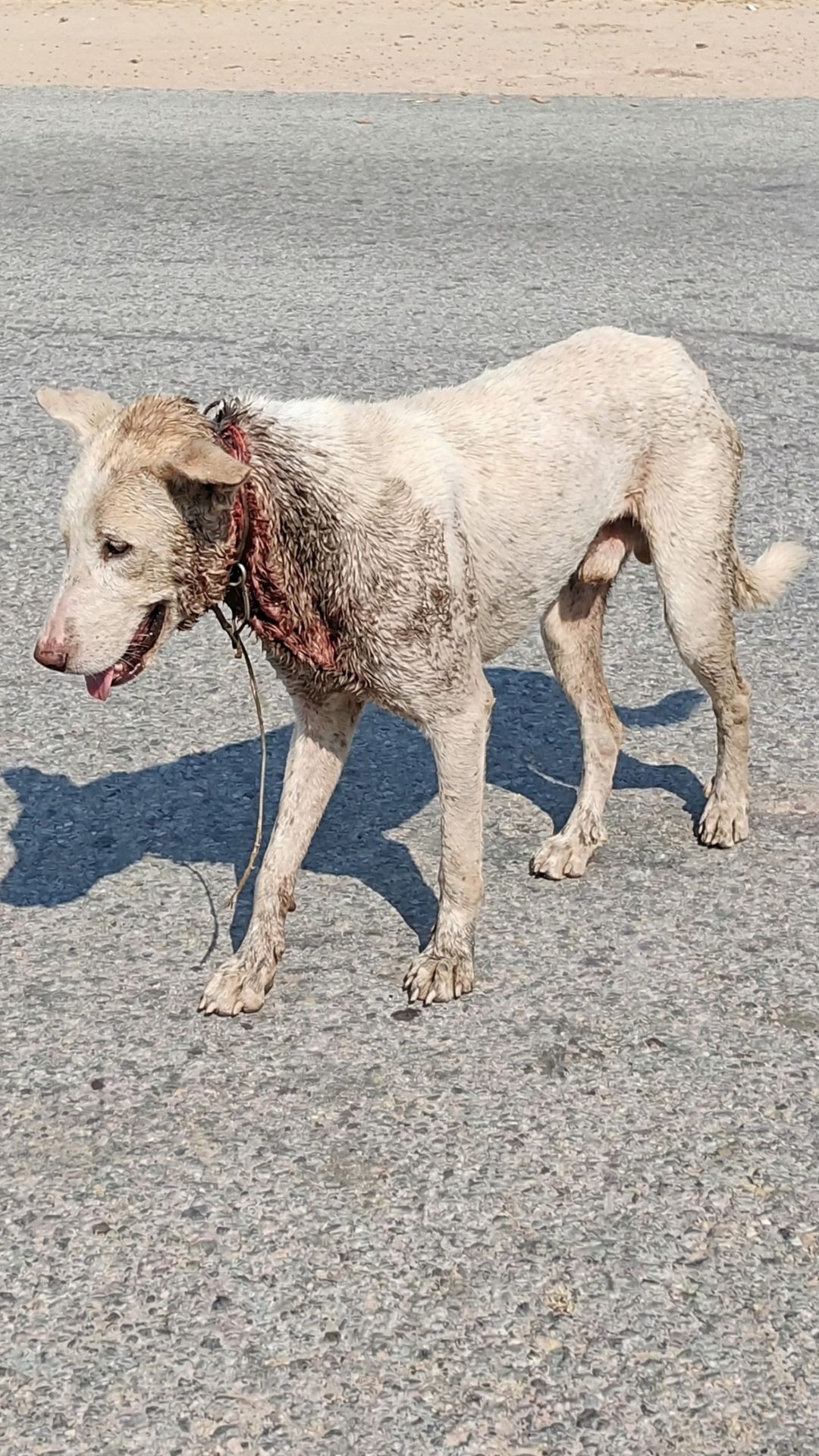 Sage's Rescue: From a Wire-Choked Stray to a Life of Comfort