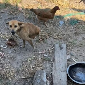 Farm Dog Triumphs: Mastering Life on Two Paws Against All Odds