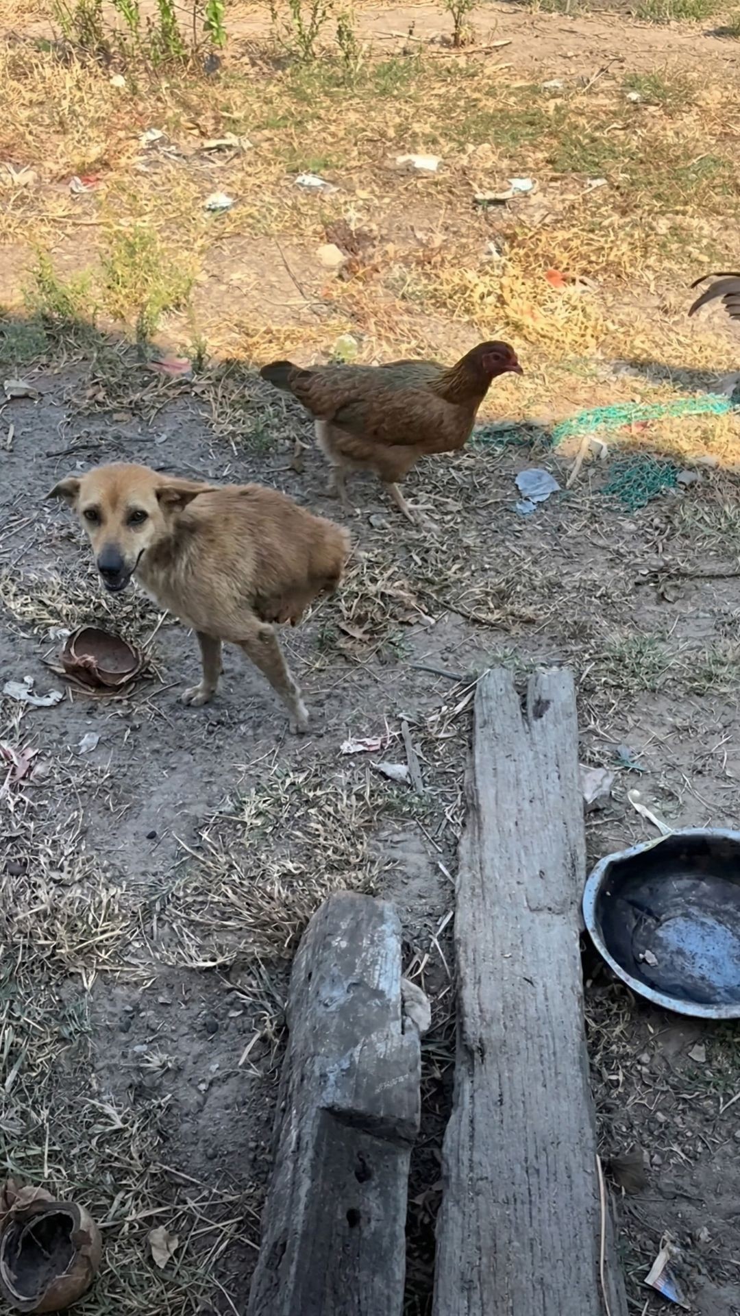 Farm Dog Triumphs: Mastering Life on Two Paws Against All Odds