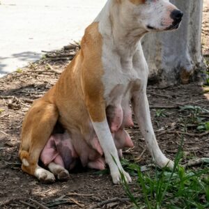 Starving Pit Bull Betty Boop Found After Two Miles of Daily Searches