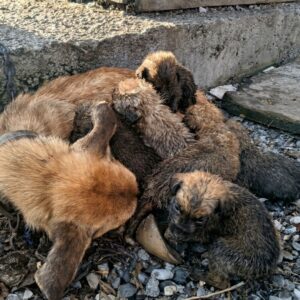 Cora the Mother Dog Protects Her Puppies Until Her Last Breath