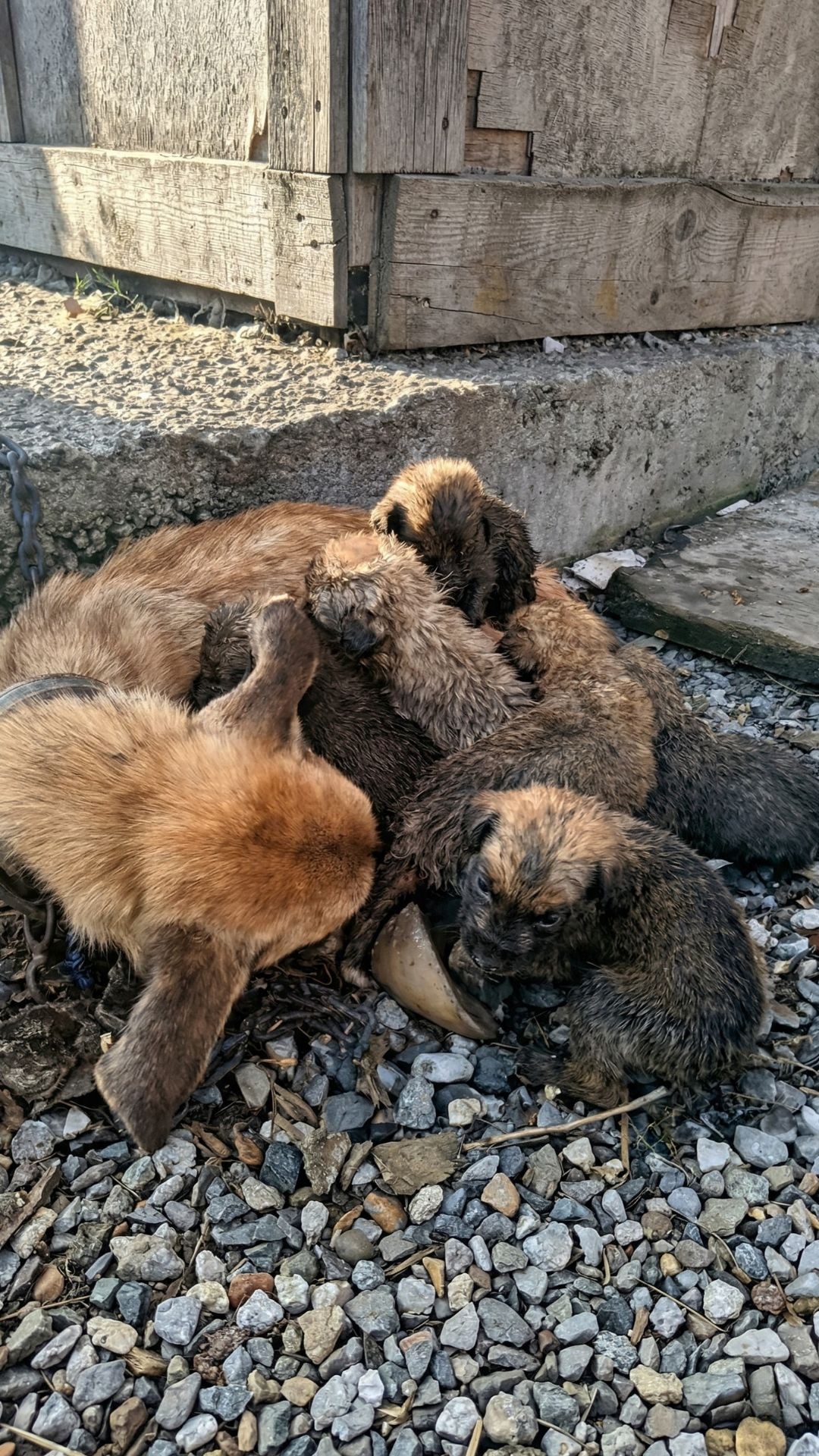 Cora the Mother Dog Protects Her Puppies Until Her Last Breath