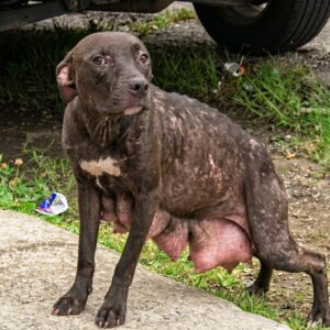 Rescue of Emaciated Mother Dog Leads to Reunification with Her Four Puppies