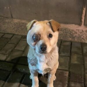From Broken and Afraid to a Joyful Park Stroll: Captain's Transformation