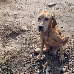 Rescue Team Finds Abandoned Dog Nero at the City Landfill
