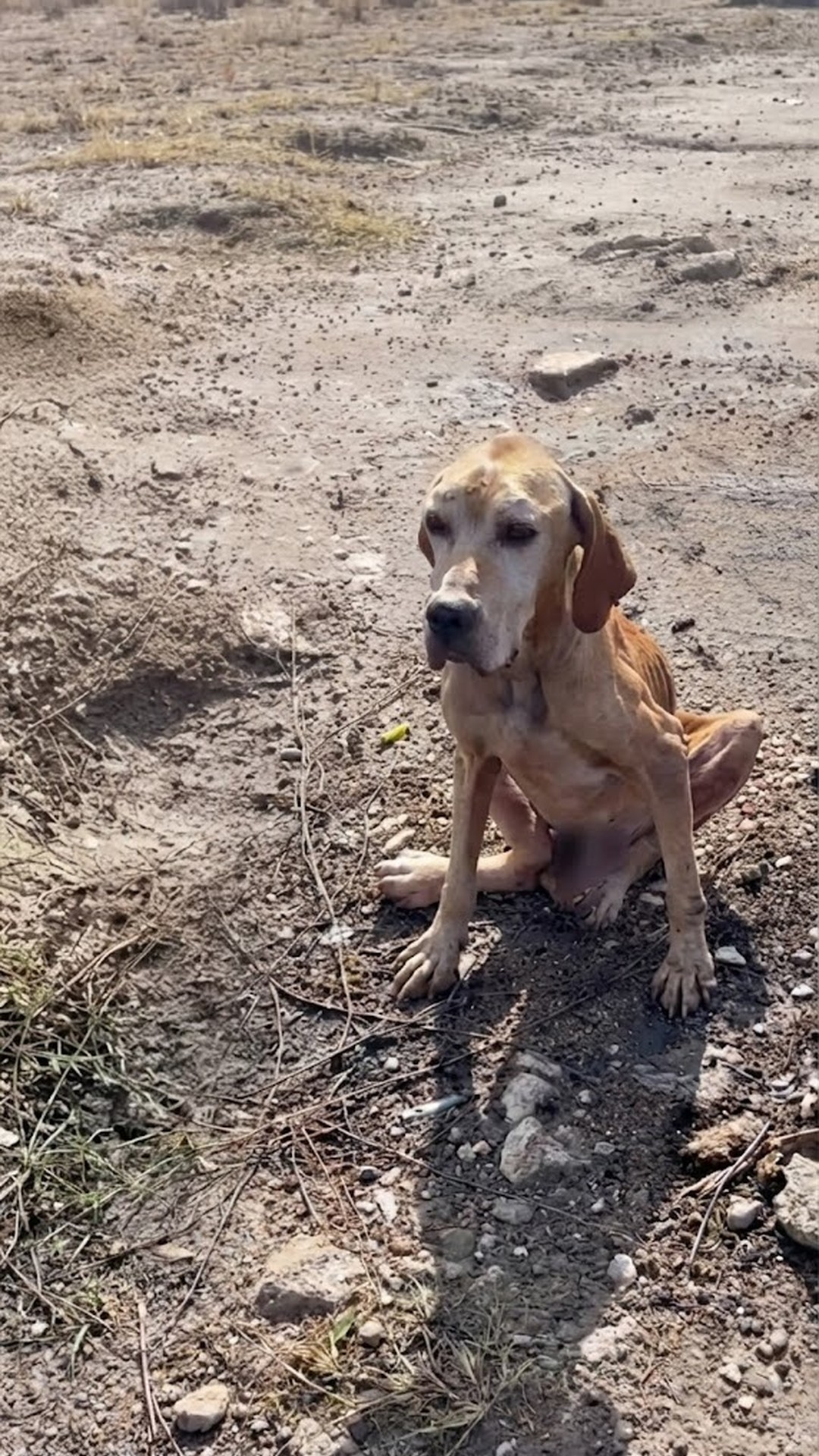 Rescue Team Finds Abandoned Dog Nero at the City Landfill