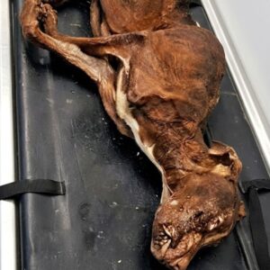 From Trash to Treasure: Patrick's Recovery Over 24 Days