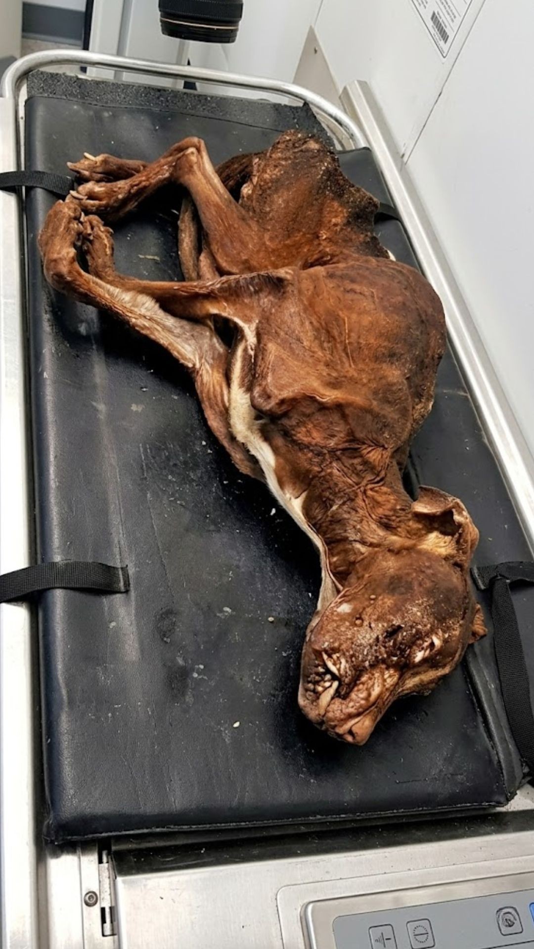 From Trash to Treasure: Patrick's Recovery Over 24 Days