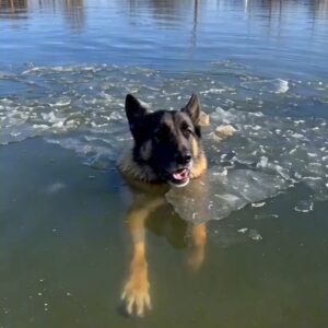 Babba's Rescue from Icy Water Highlights Urgency of Compassionate Action