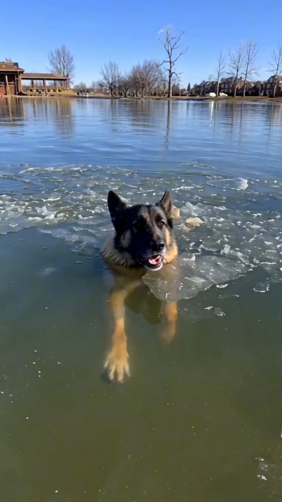 Babba's Rescue from Icy Water Highlights Urgency of Compassionate Action