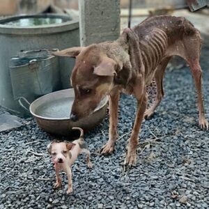 Rescue Team Finds Starving Mother Dog and Her Last Puppy in a Dark Enclosure